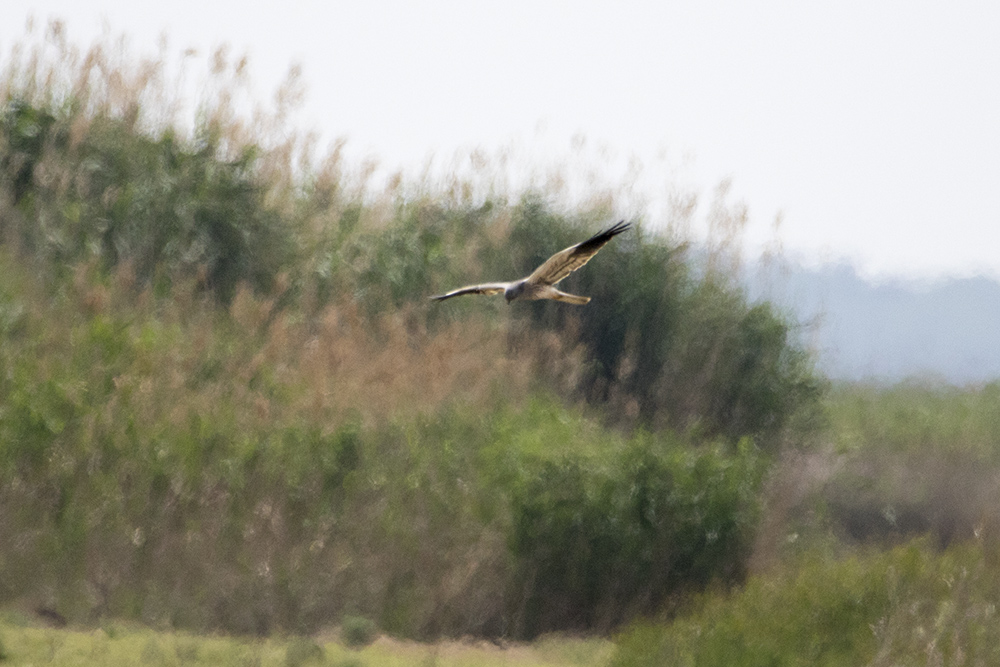 Montagu's Harrier